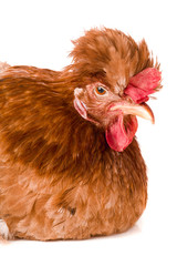 Portrait of a brown chicken isolated on white background