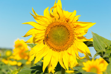 Obraz premium yellow sunflower
