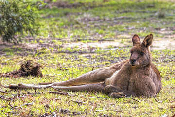 Eastern Grey Kangaroo (Macropus giganteus) © Andrew