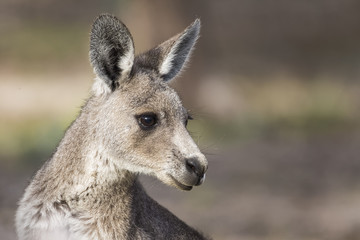 Eastern Grey Kangaroo (Macropus giganteus) © Andrew