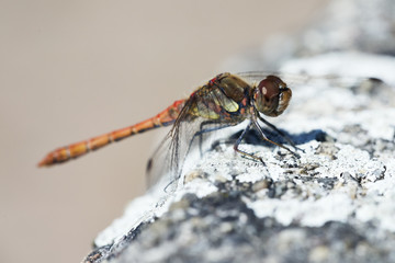 Blutrote Heidelibelle
