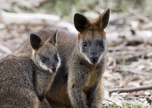Swamp Wallaby (Wallabia bicolor)