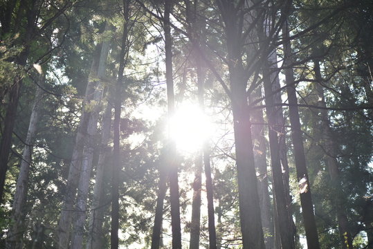 太陽と樹木