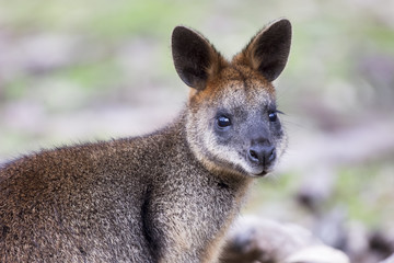 Fototapeta premium Swamp Wallaby (Wallabia bicolor)