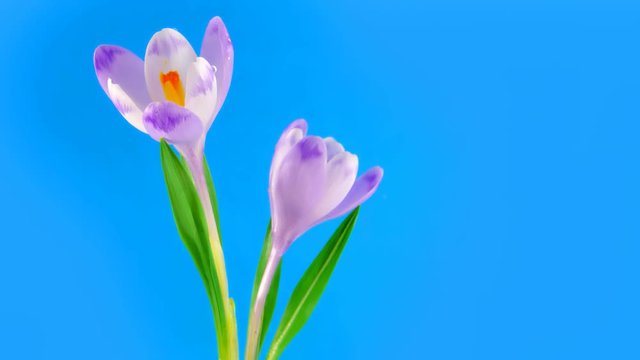 Two opening crocuses on blue background in timelapse. FullHD 1080p