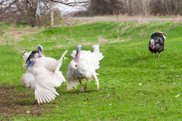 turkey male or gobbler grazing on a green grass background