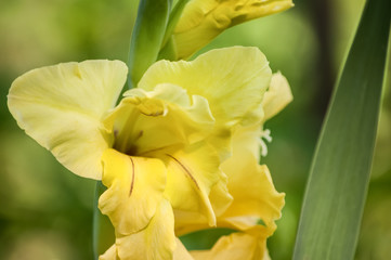 Gladiolus