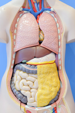 Anatomy model of the internal organs of the human body for use in medical education.