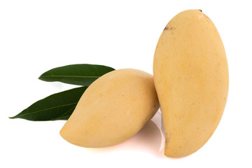Mango fruit on white background