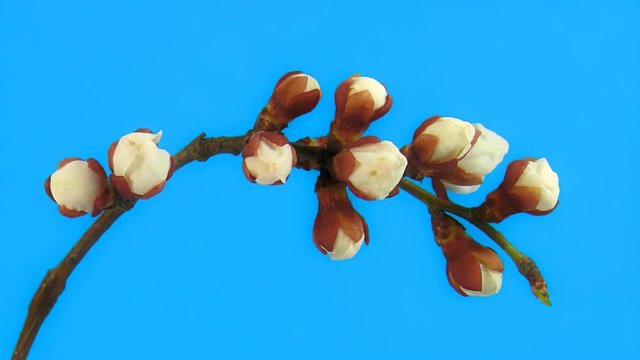 Timelapse cherry branch with opening flowers on blue background. FullHD 1080p.