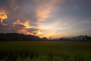 Paddy field with twilight sky.