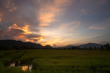 Paddy field with twilight sky.