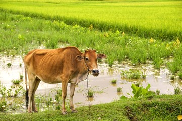 Cow on the background of a lake and green vegetation