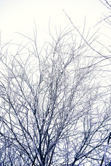 Branches of trees in hoarfrost in the winter. Tree in snow. Nature background