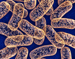 Mitochondria - microbiology 3d illustration - obrazy, fototapety, plakaty