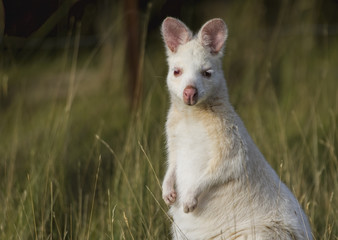 Bennet's White Wallaby (Macropus rufogriseus) © Andrew