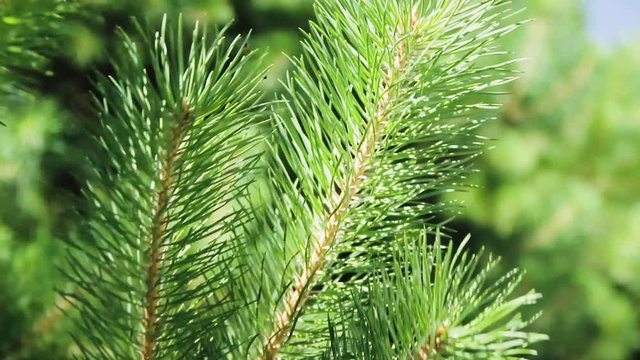 Fir branch with green needles close-up swinging in the wind