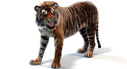 Sumatran Tiger (3D)