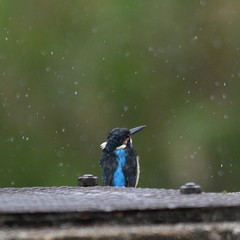 雨とカワセミ