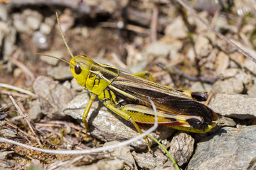 Grasshopper in a garden in Austria