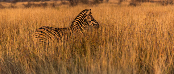 Fototapeta na wymiar Abstract Zebra