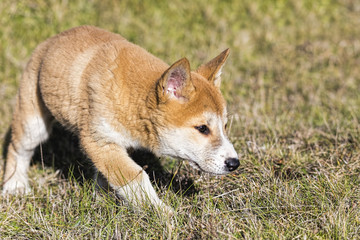 Fototapeta premium Australian Dingo