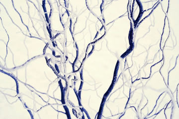 Branches of trees in hoarfrost in the winter. Tree in snow. Nature background