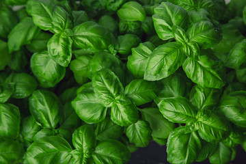 Fresh basil on a dark background. Green basil. Food background. A lot of basil