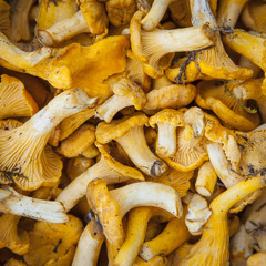 square the mushrooms chanterelles red