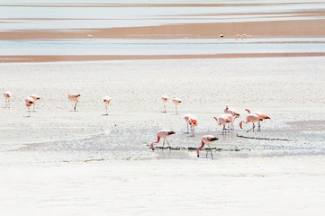 Pink flamingo in the lagoon, Altiplano, Bolivia.