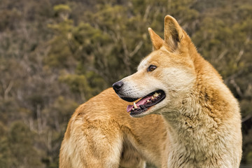 Australian Dingo