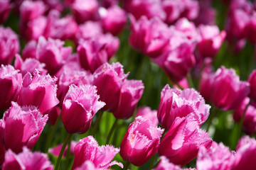 Obraz na płótnie Canvas Blooming tulips flowerbed in Keukenhof flower garden, Netherland