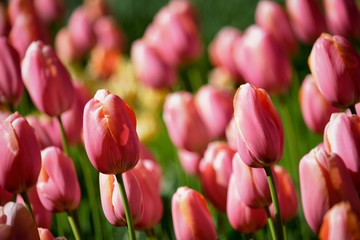 Fototapeta premium Blooming tulips flowerbed in Keukenhof flower garden, Netherland