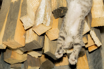 Cat Sleeping on Firewood
