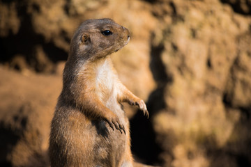 prairie dog.