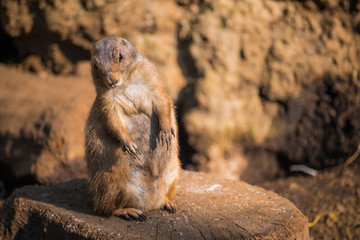 prairie dog.