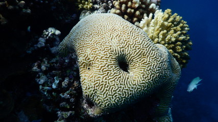 Coral reef