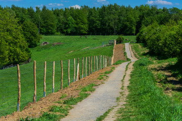 Hiking trail in the natural forest area.
