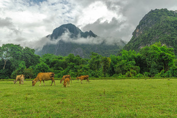Plakat Cow is eating grass in a cow farm in vang vieng of Laos