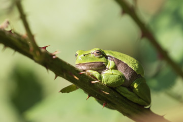 Europäscher Laubfrosch entspannt sich in der Sonne auf einem Ast des Brombeerbusch