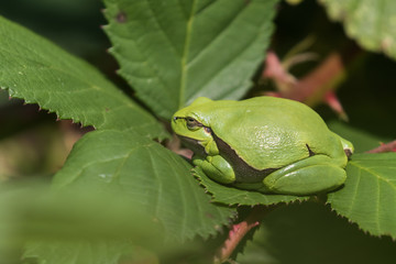 Europäscher Laubfrosch sonnt sich auf dem Blatt eines Brombeerbusch