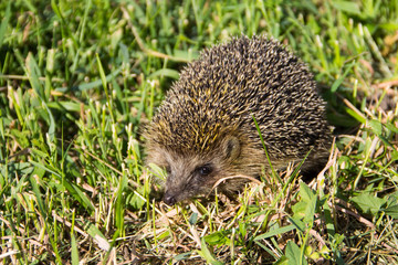 Young prickly hedgehog in green grass