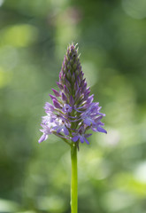 Wild orchid in matese park