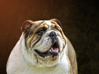 English Bulldog - Beautiful Breed Representative