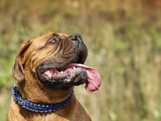 French mastiff - A portrait with a large tongue