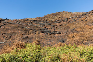 World heritage forests of Madeira terribly destroyed by fires in 2016. Some of trees have enormous will of life and survived this disaster.