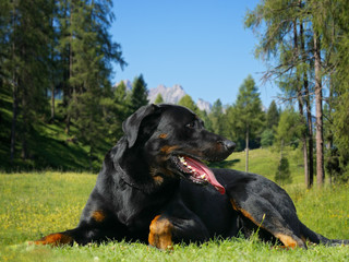 Big Dog Beauceron - Beautiful breed