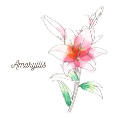 Amaryllis flower painting on white background