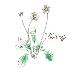 Daisy flower painting on white background