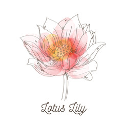Lotus Lily flower illustration on white background